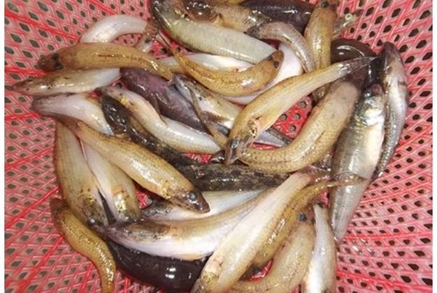 cá bống kho 3.