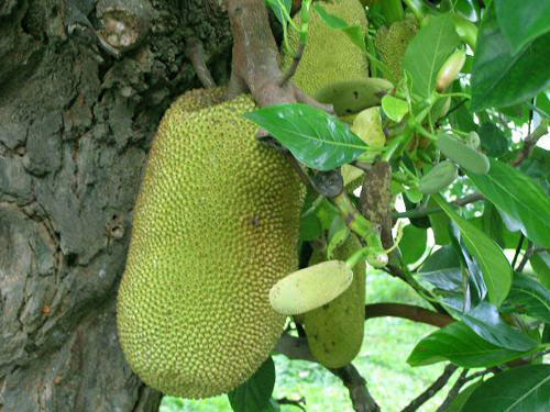 đặc sản, Nghệ An, cháo lươn, mực nháy, nhút Thanh Chương, tương Nam Đàn