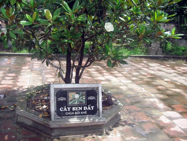Đă t́m thấy cành hoa sen gây tranh căi trong ca dao? - Ảnh 2.