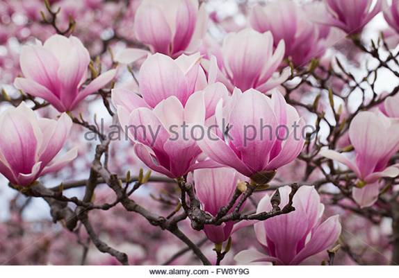 http://l7.alamy.com/zooms/a227897b2b5443b3b6e369665b0bd705/saucer-magnolia-bloommagnolia-x-soulangeana-magnoliaceae-usa-fw8y9g.jpg